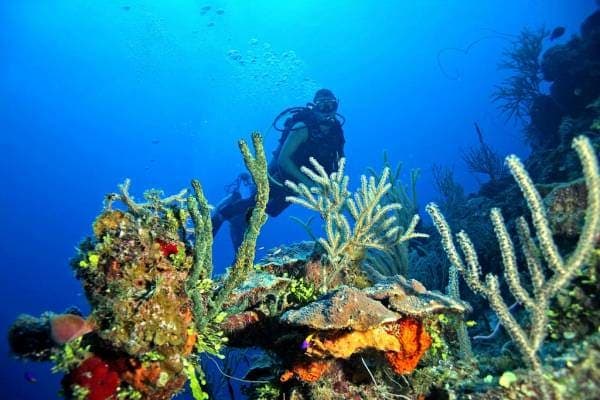 Scuba Diver Exploring the Coral Reef