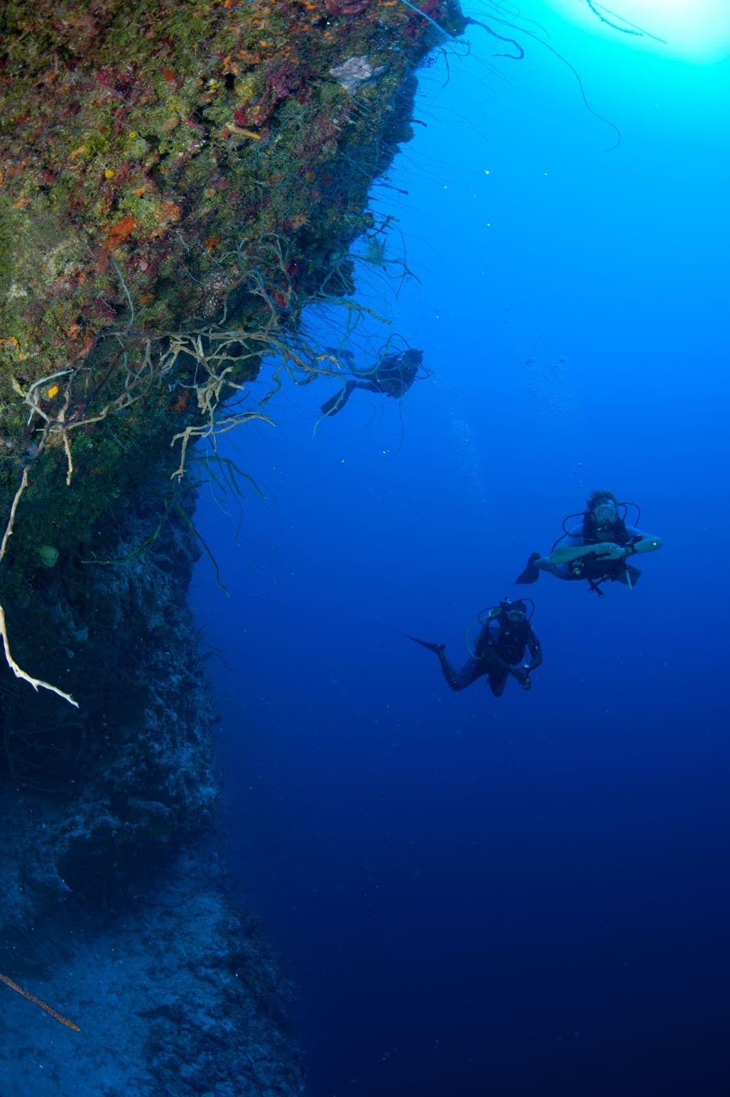 Underwater Reef Wall Dive