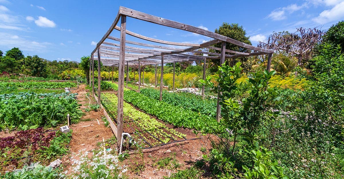 Island Farm Vegetable Beds