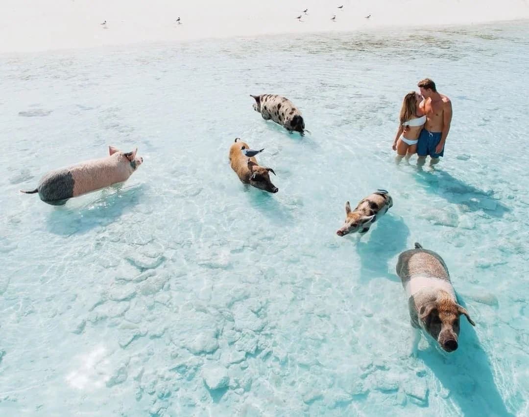 Swimming Pigs Encounter