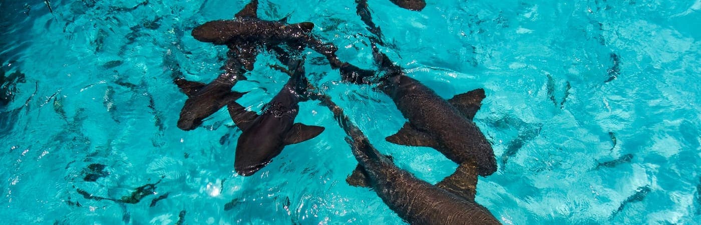 Nurse Sharks of Compass Cay