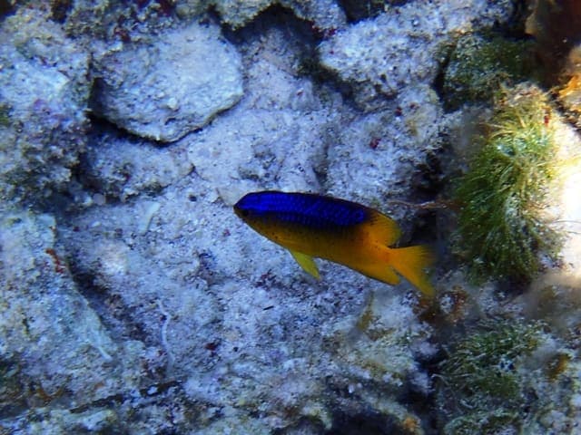 Snorkelling at Warderick Wells in Exuma Cays Land and Sea Park