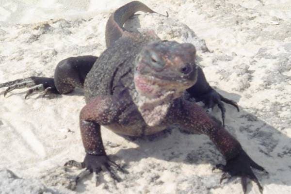 Allen Cay Iguanas