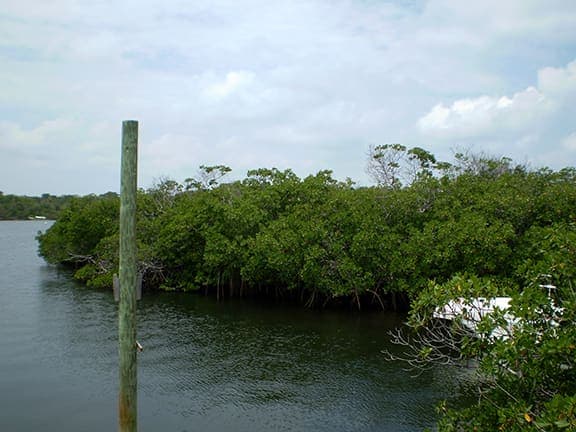 Black Sound Cay Mangrove Channel