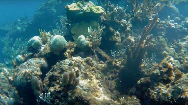 Coral Gardens of Fowl Cays National Park