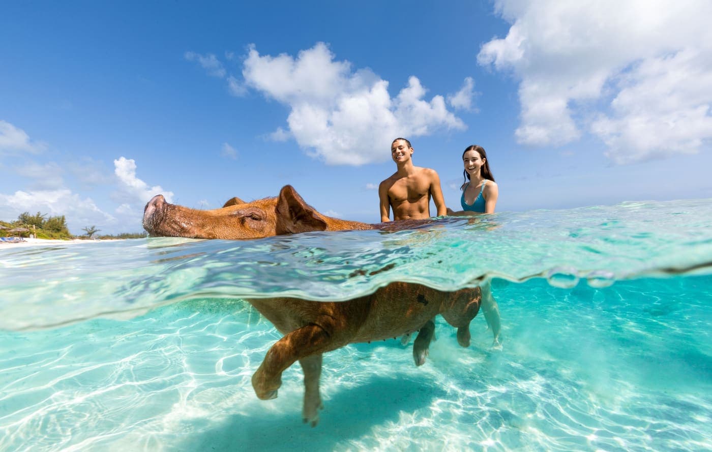Swimming with Pigs at Rose Island