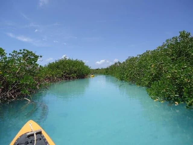 Kayaking in Mangrove Channel