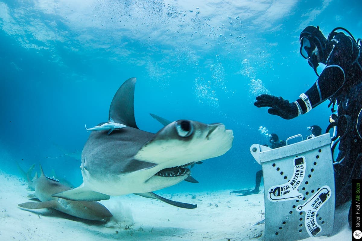 Neal Watson Bimini Scuba Center