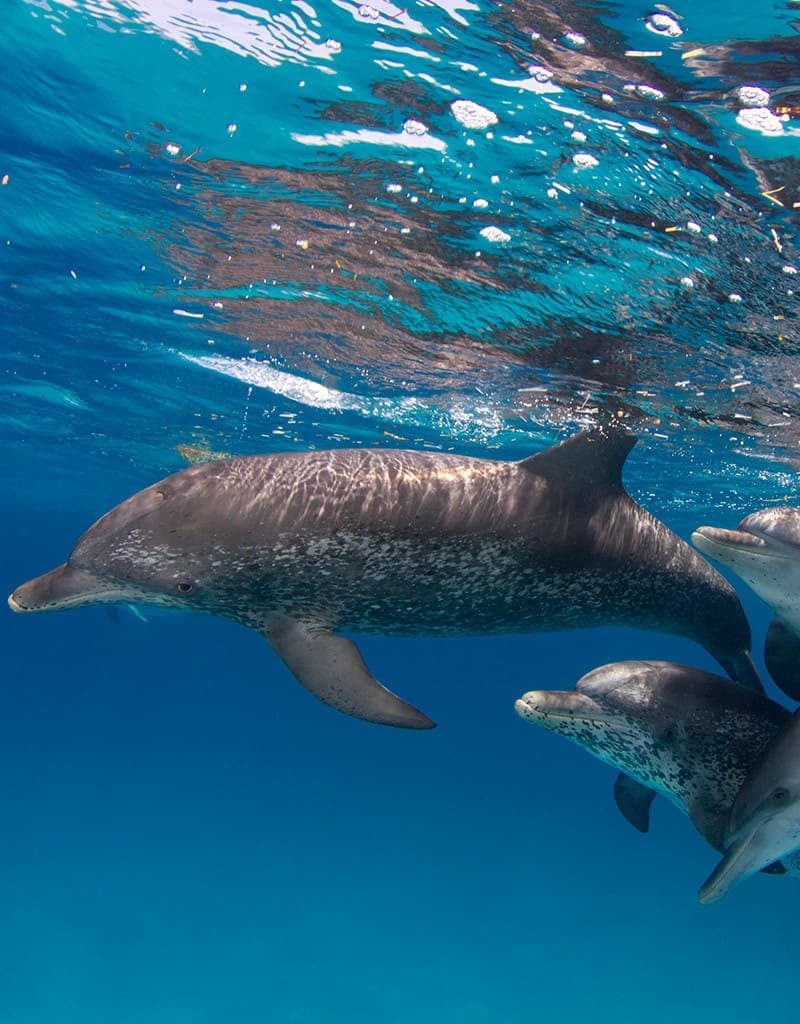 Bimini Wild Dolphin Adventure