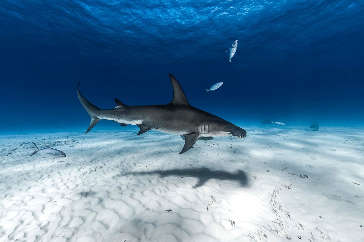 Bimini Biological Field Station visit