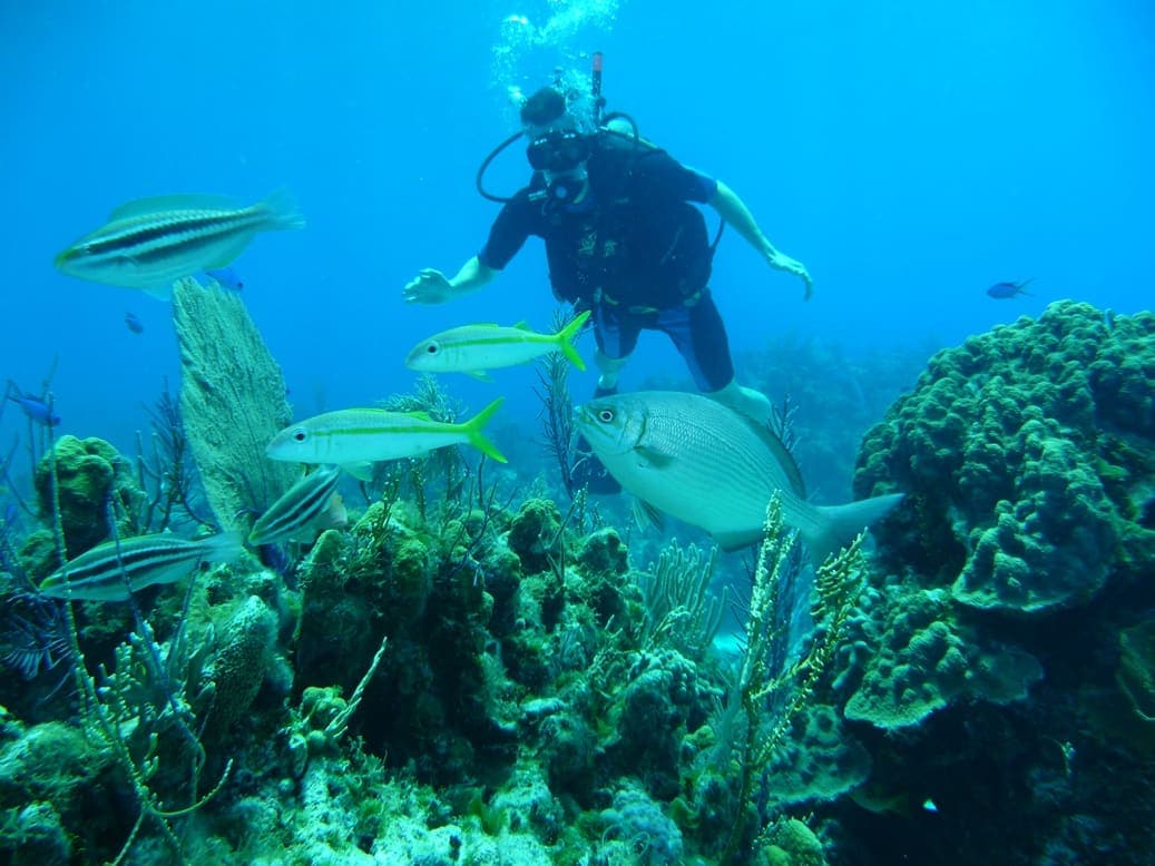 Diver among reef fish off Long Island