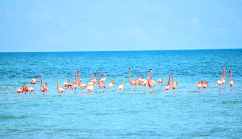 Flamingos on Acklins Island