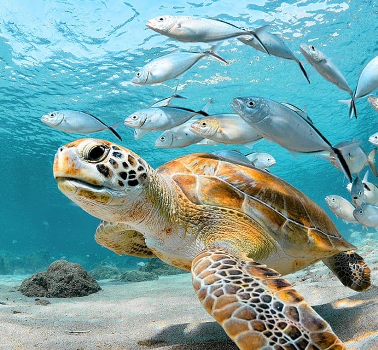 Sea turtle with fish, from the Ministry of Tourism's Turtle Sound page