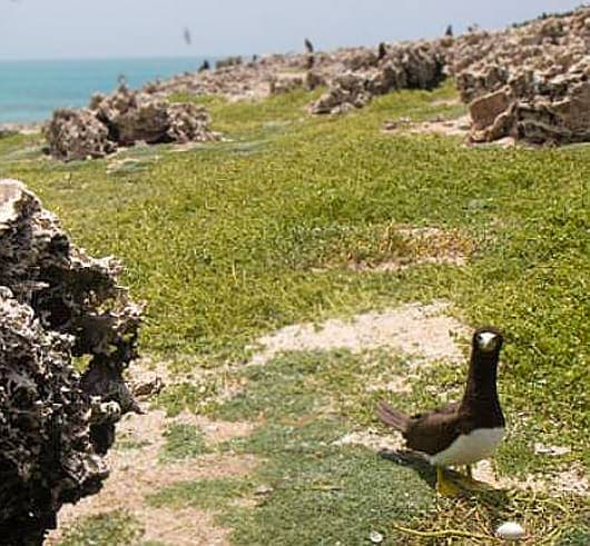 natural wonder booby cay
