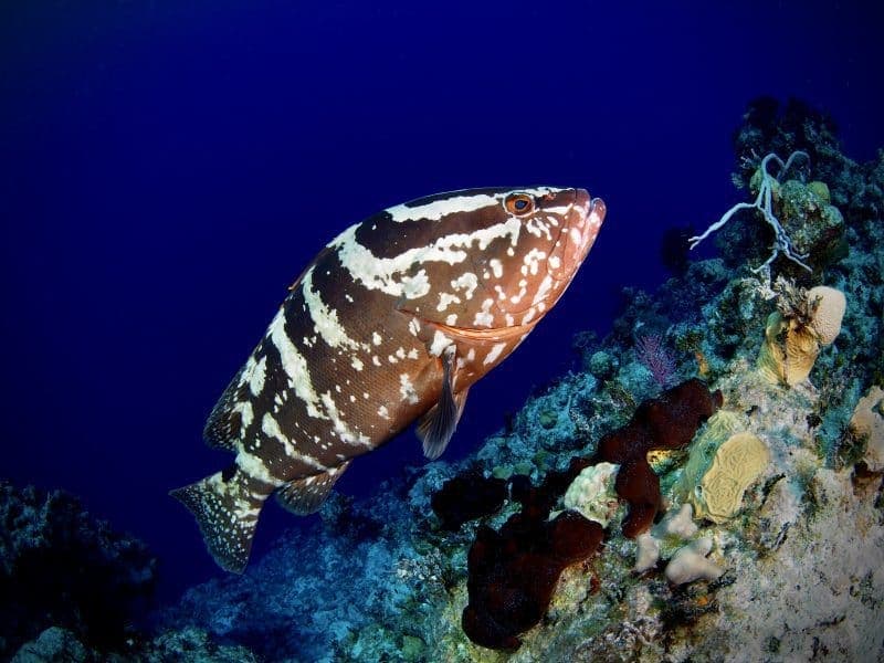 Nassau grouper on a San Salvador reef wall