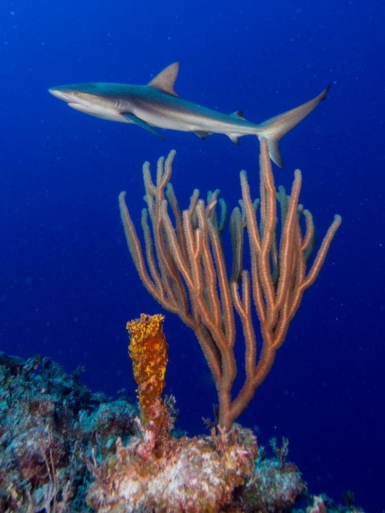 Reef Shark Patrol on San Salvador Wall