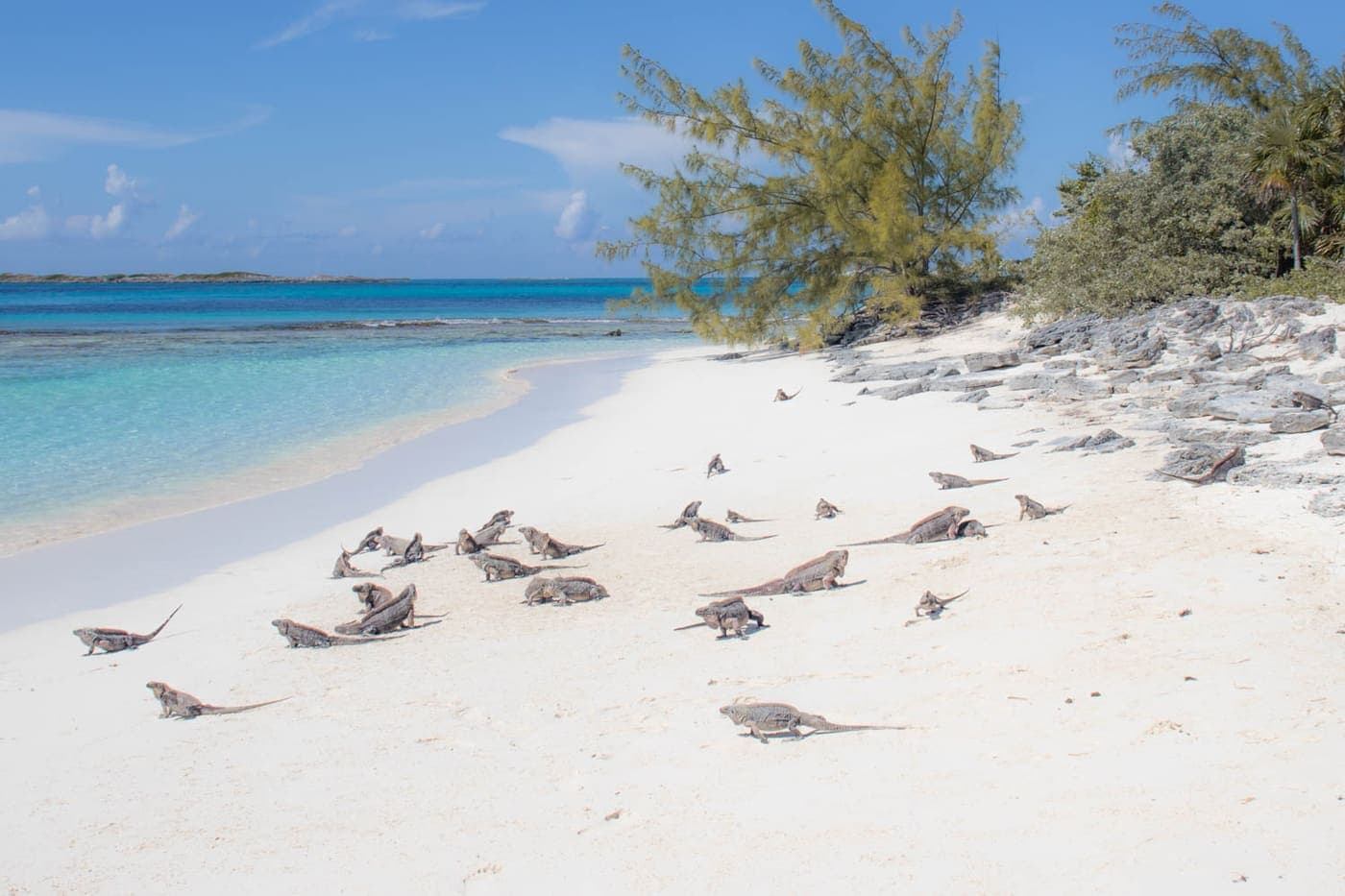 Bahamian Rock Iguanas on Leaf Cay