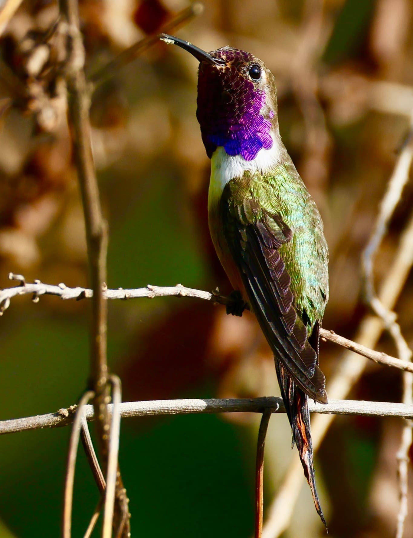 An Inagua woodstar hummingbird perched on a twig, photographed on Great Inagua