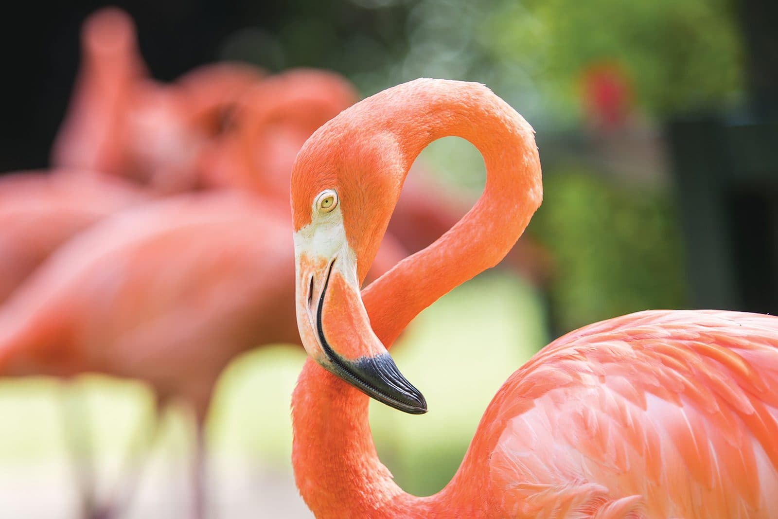 West Indian flamingos, the national bird, on Inagua
